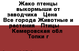 Жако птенцы выкормыши от заводчика › Цена ­ 1 - Все города Животные и растения » Птицы   . Кемеровская обл.,Топки г.